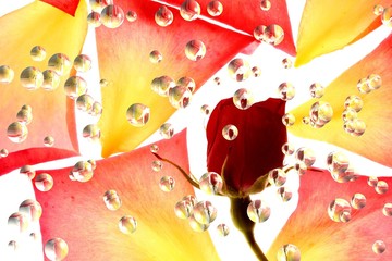 Wall Mural - rose et bulles