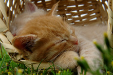 Sleep Kitten