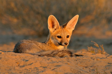 cape fox