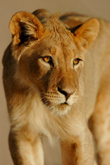 Wall Mural - young lion