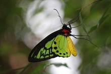 Male Birdwing Butterfly 2