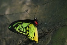 Male Birdwing At Rest