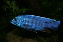 Blue Cichlid