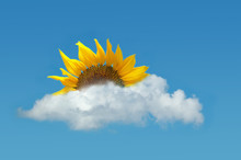 Sunflower On The Blue Sky