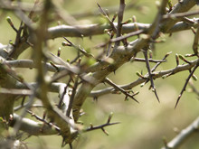 Thorny Branches
