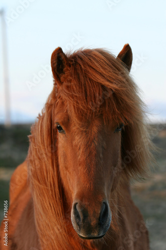 Foto-Doppelrollo - horse portrait (von sumos)
