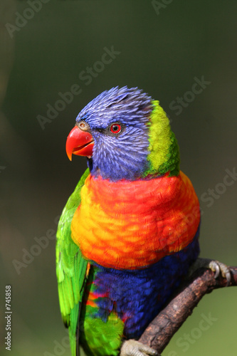 Obraz na płótnie canvas Tęczowy lorikeet