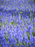 Fototapeta  - blue grape flowers