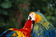 Parrot Kiss