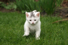 Little White Kitten