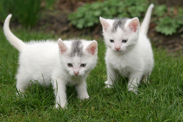 Wall Mural - two white kittens