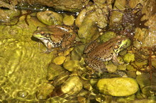 Two Frogs In A Pond