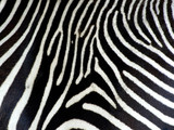 Fototapeta Konie - zebra background