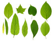 Leinwandbild Motiv green leaves isolated