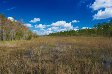 Florida Marshes