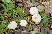 Mushroom Lycoperdon Perlatum