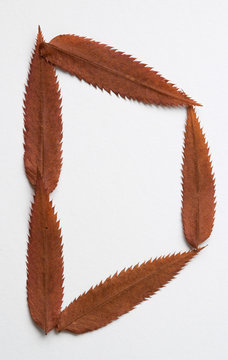 d letter