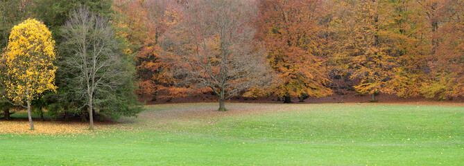 autumn trees