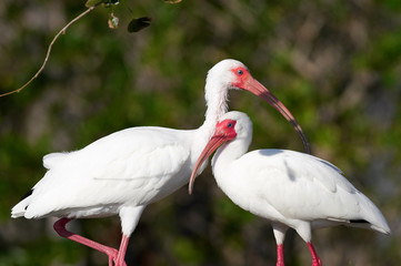 ibis