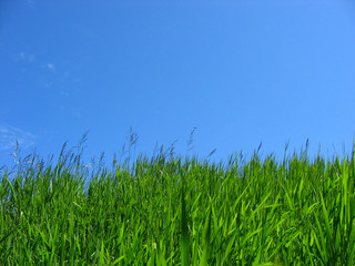 green grass & blue sky