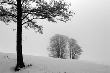 Canvas Print - winter in denmark