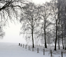 Canvas Print - winter in denmark