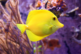 Fototapeta Psy - yellow fish