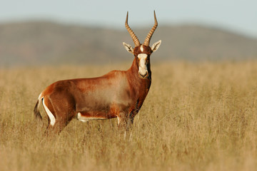 Wall Mural - blesbok antelope