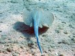 life under water,porcupine ray