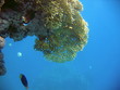 life under water,corals