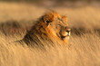 Leinwandbild Motiv big male lion