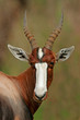 bontebok antelope