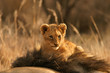 canvas print picture lion cub