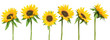 canvas print picture - sunflowers