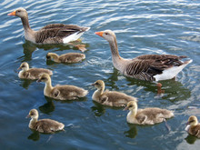 Greylag Goose Family 2