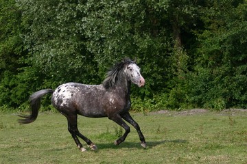 Sticker - galopping horse