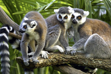 Ring-tailed Lemurs In Zoo
