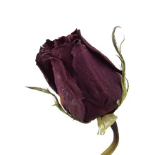 Dried Single Red Rose Over White