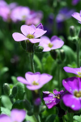 Wall Mural - violet meadow