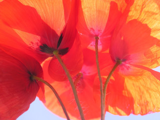 Canvas Print - orange poppy