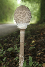 Fungus In A Devonshire Lane