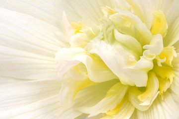 cream macro. begonia