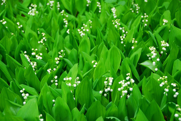 Leinwandbilder - lily-of-the-valley