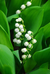 Wall Mural - lily-of-the-valley closeup