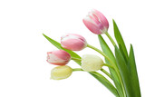 bouquet tulip