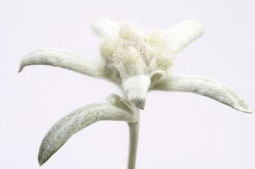 Wall Mural - edelweiss. white and green