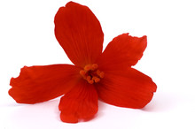 Red Begonia