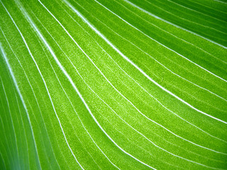 tropical leaf background