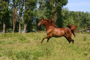 Wall Mural - galoping horse