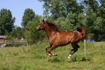 Wall Mural - running horse